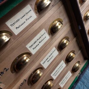 specimen cabinet