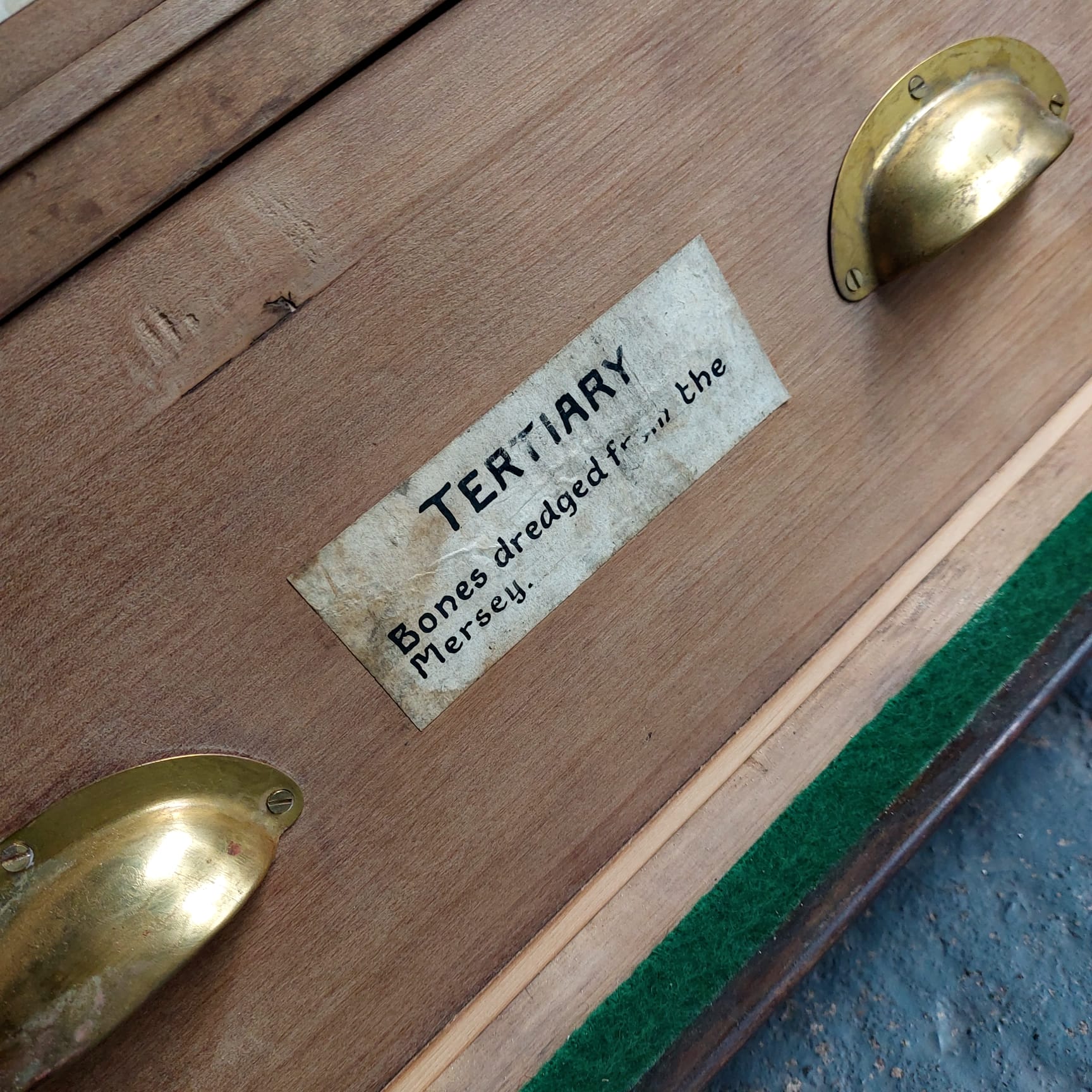 specimen cabinet specimen cabinet