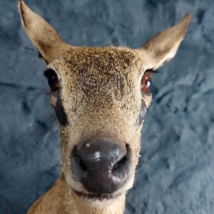 klipspringer