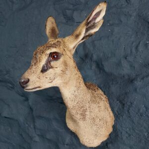 klipspringer